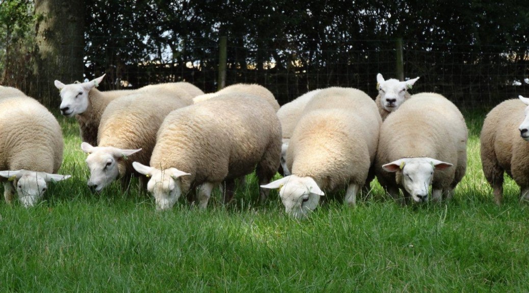 Lambs