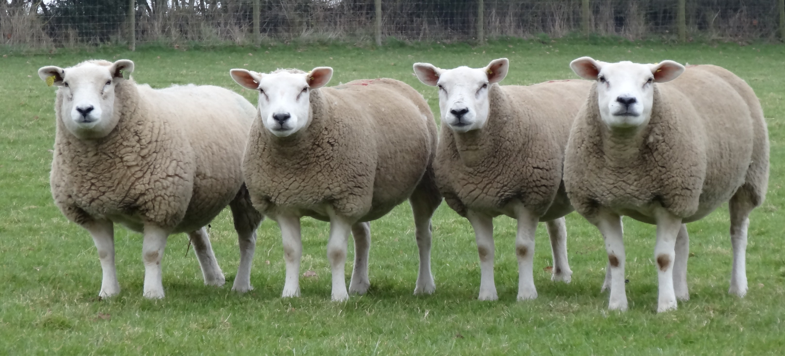 2015 in lamb ewe purchases