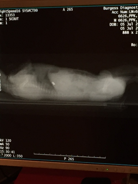 CT Image - side