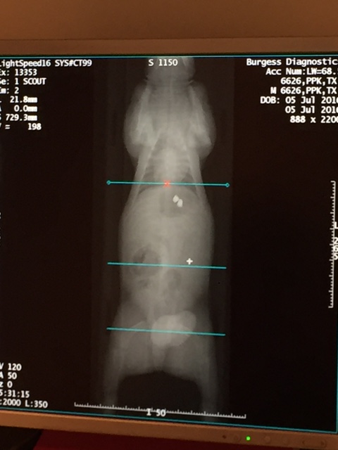 CT image 1